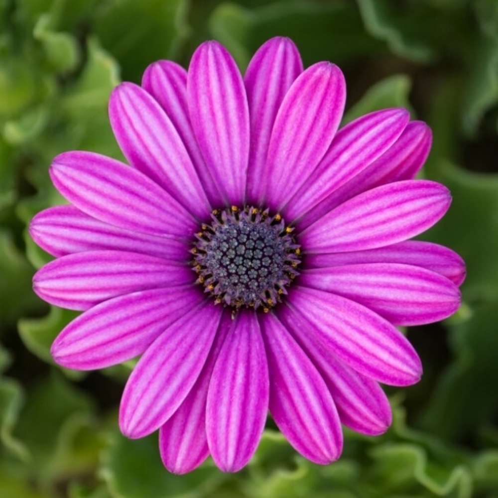 Meet your Posher, Joelle